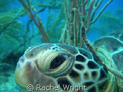 Green Turtle on the Boot reef by Rachel Wright 